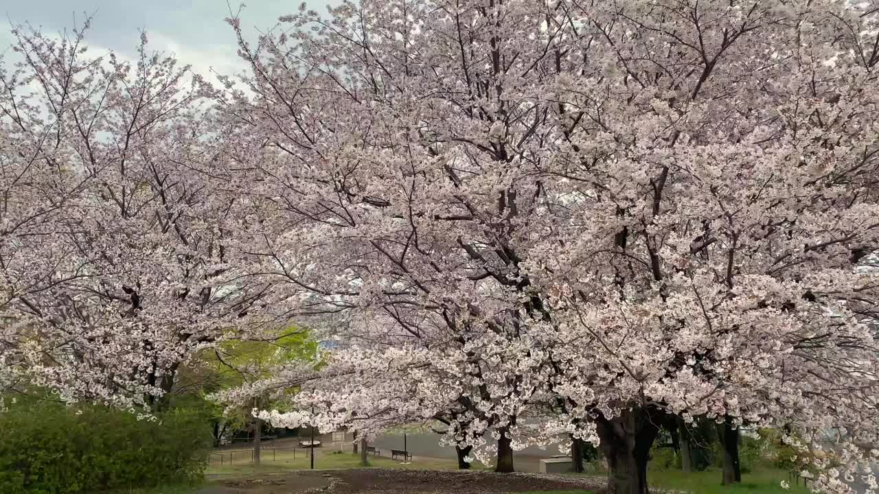 小樱。人们在寻找拍摄樱花的最佳地点视频下载