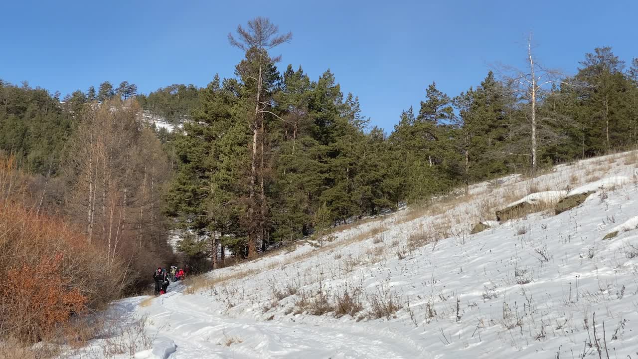 一群游客穿越俄罗斯的雪域。美丽的冬天的风景。视频素材