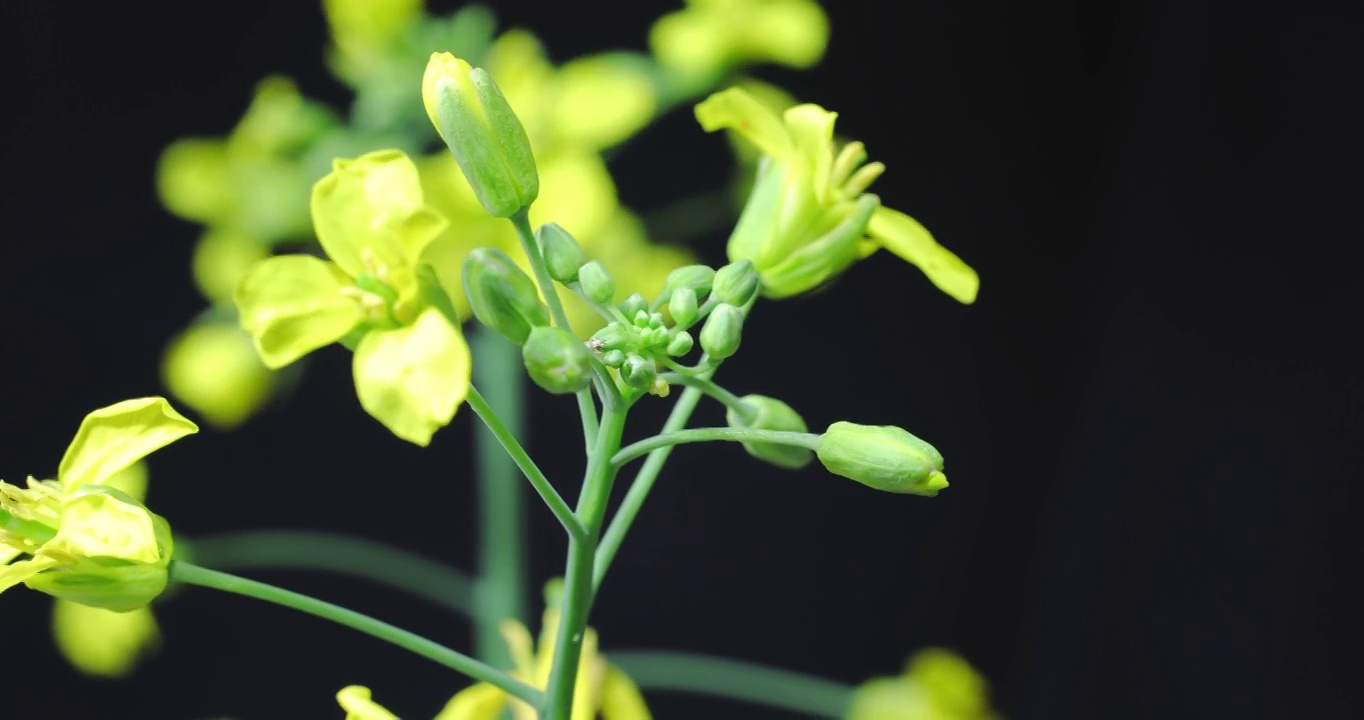 甘蓝型油菜开花时间推移视频视频素材