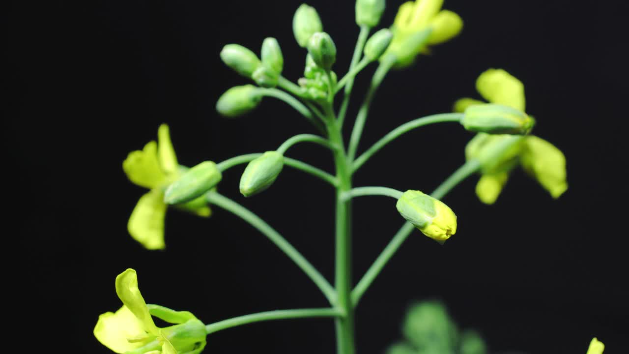 甘蓝型油菜开花时间推移视频视频素材