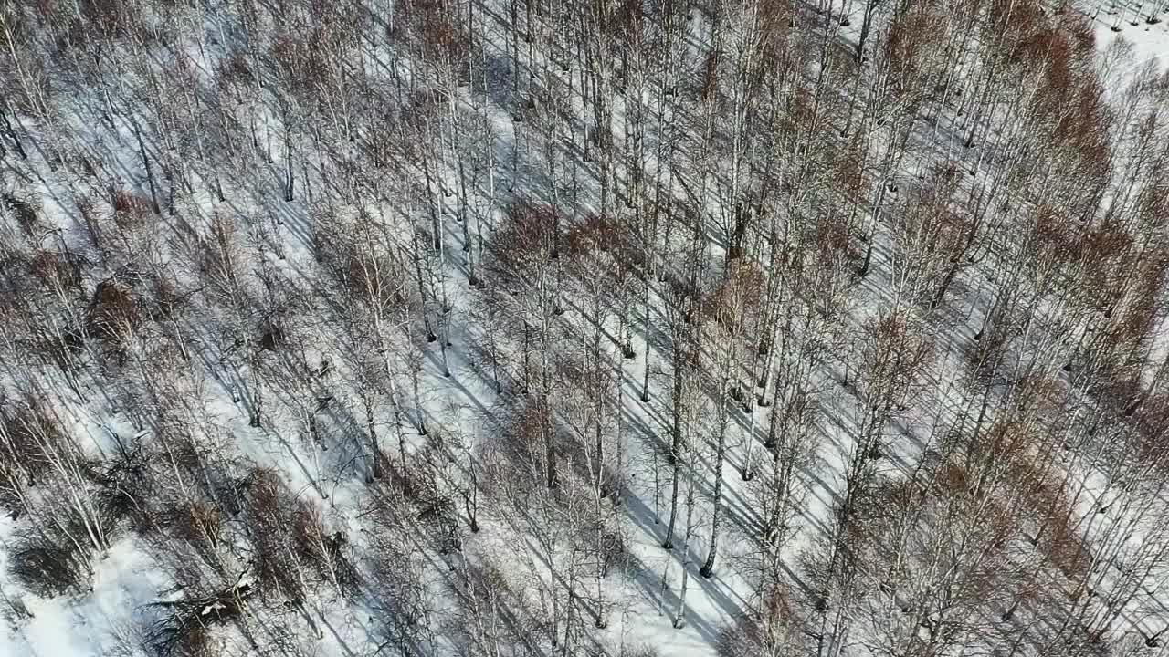 冬季白桦林的景色。雪中树木的阴影很刺眼视频素材