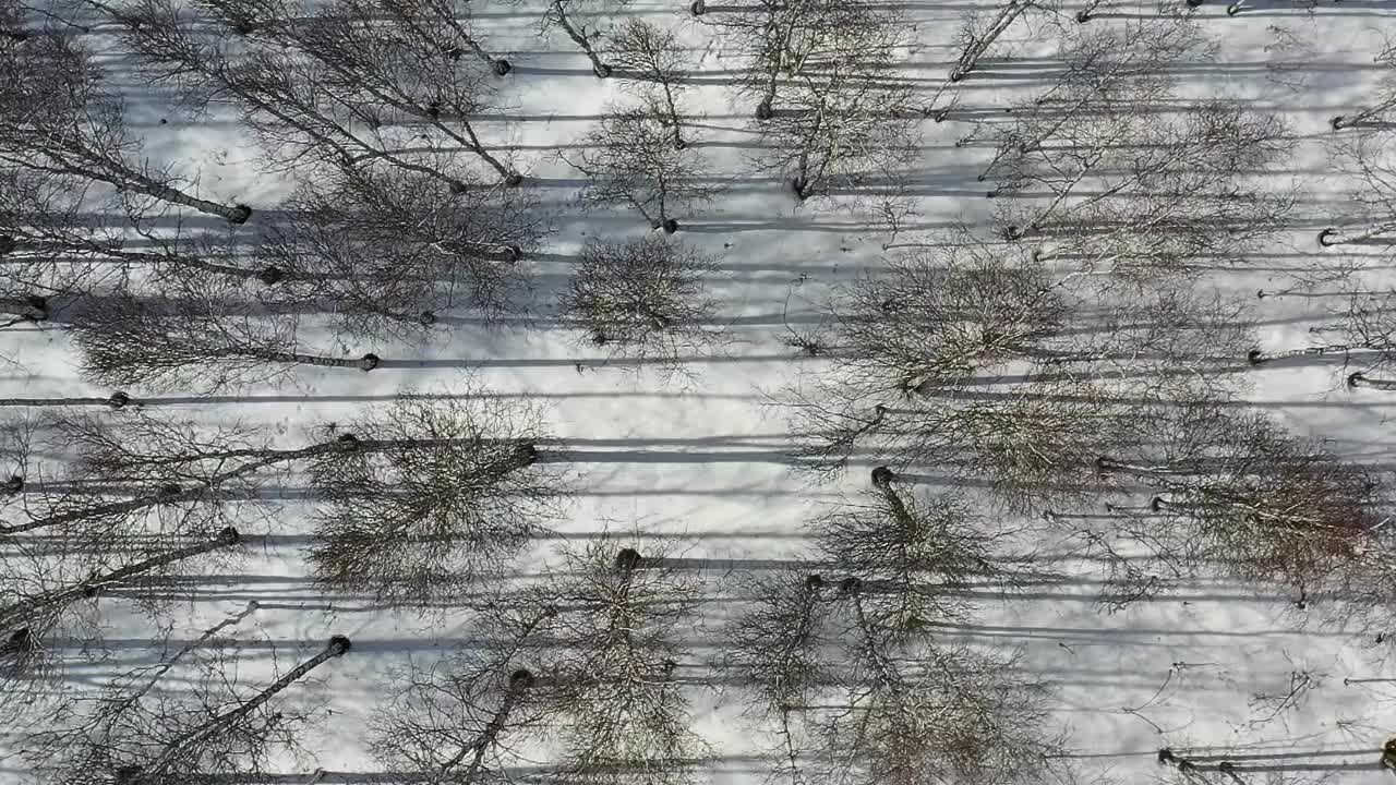 鸟瞰图的冬季桦树森林。雪中树木的阴影很刺眼视频素材