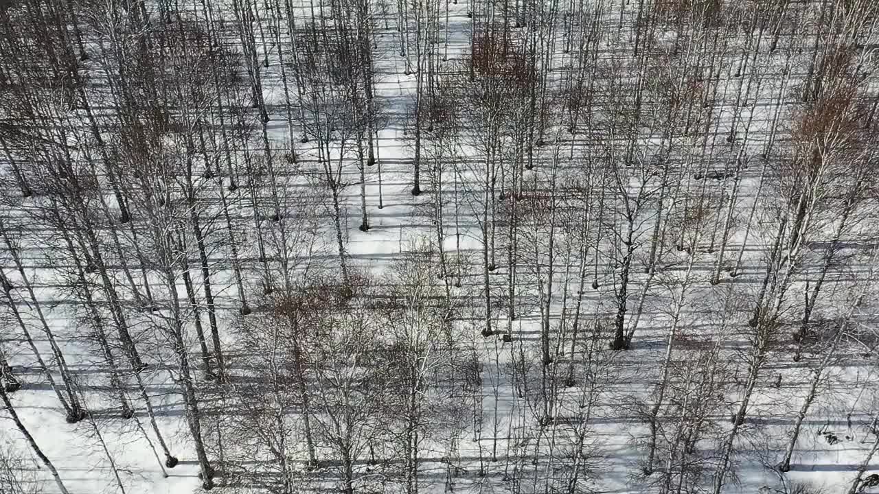 在一个阳光明媚的日子里，无人机飞过一片白桦林——高大的树木在雪地上投下了粗糙的阴影视频素材