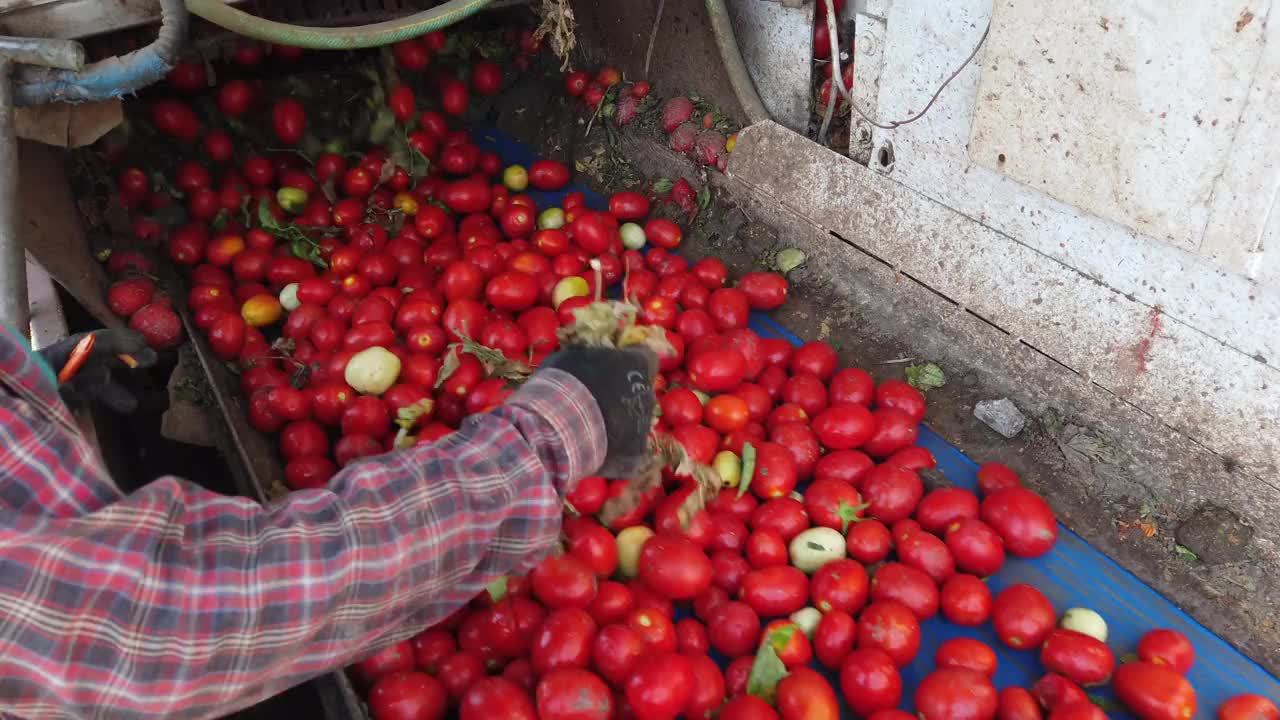 农民在收获过程中手动选择甜菜根。视频素材