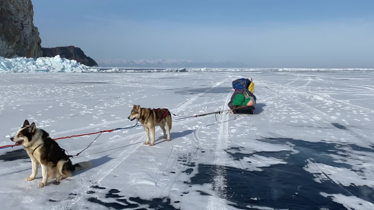 冬季队带着狗在结冰的贝加尔湖上。美丽的冬季风景视频素材