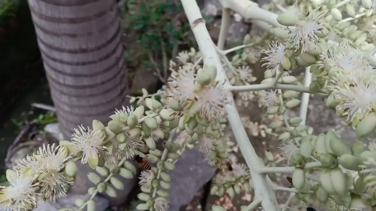 一只寻找花蜜的蜜蜂视频素材