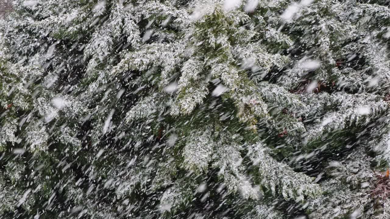 大雪落在森林里的松树上。暴风雪和大自然的冬季景象视频素材