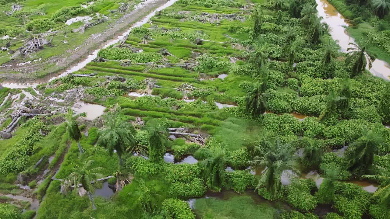 空中显示森林被砍伐的土地干净了视频素材