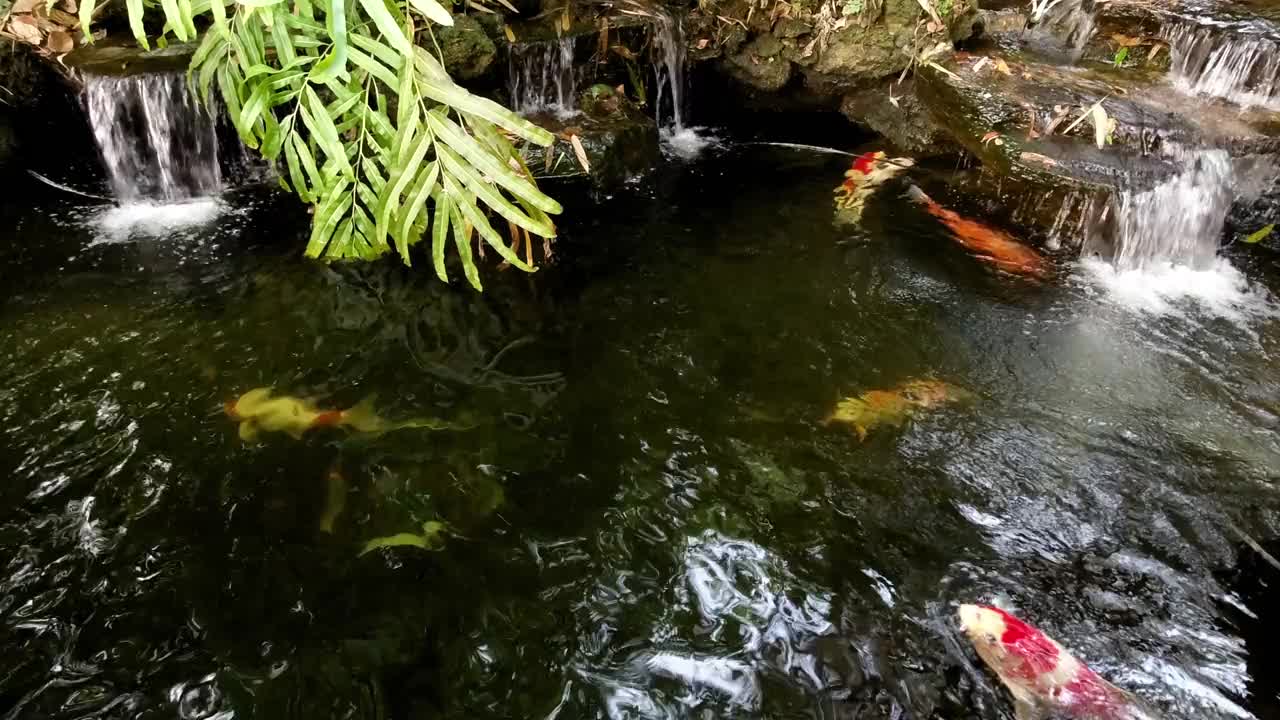 锦鲤生活在清澈的池塘里。视频素材