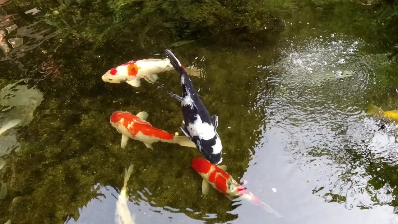 锦鲤生活在清澈的池塘里。视频素材