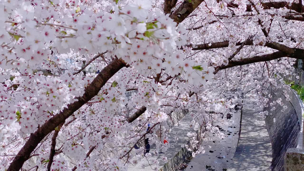 小溪边一排排盛开的樱花树随风摇曳，花瓣飘落飘零。这是日本春天的典型景象。视频素材