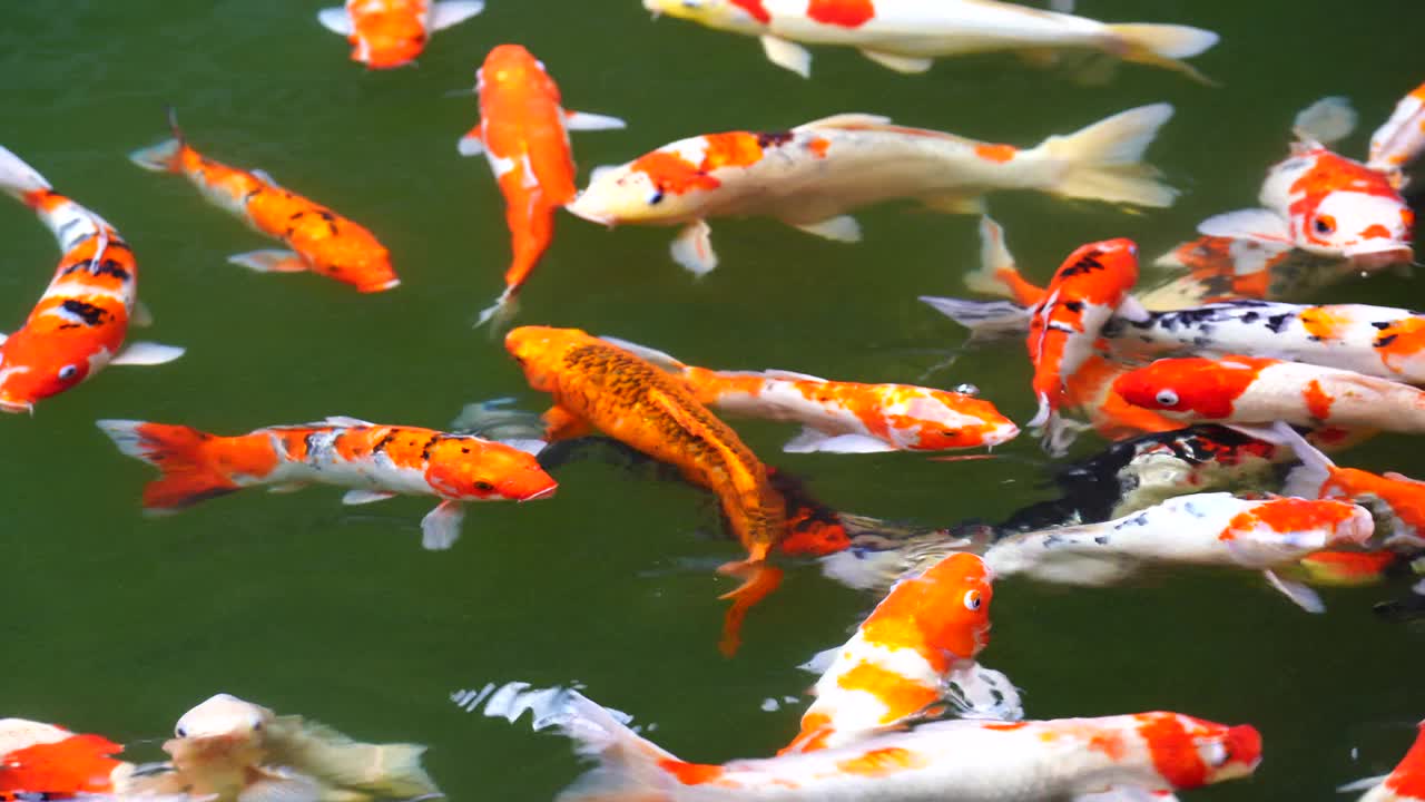 锦鲤或锦鲤或锦鲤或锦鲤或锦鲤鱼在水上花园，越南视频素材