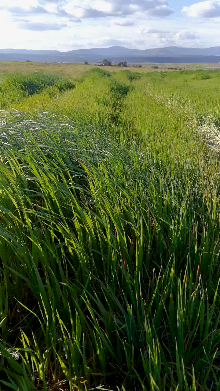 在风中种植谷物，背景是群山视频下载