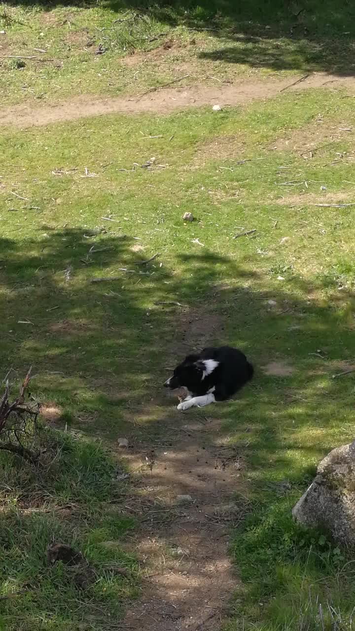 边境牧羊犬啃着木棍视频下载