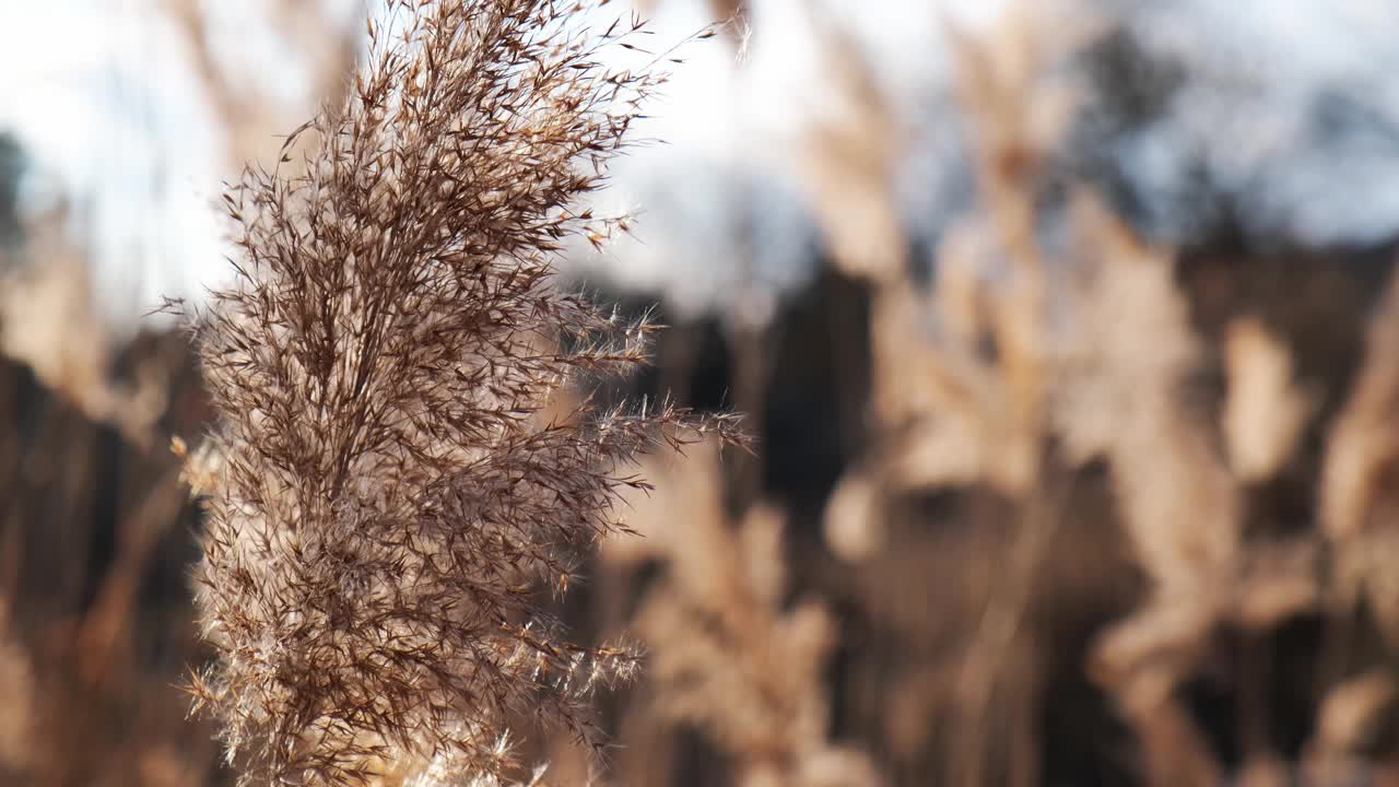 潘帕斯草在风中。干燥的米色里德。抽象的自然背景。柔和的中性颜色。地球音调。美丽自然趋势装饰视频素材