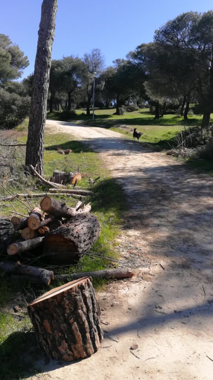 边境牧羊犬沿着小路走着视频下载