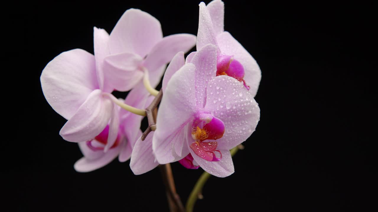 特写紫兰花花与水滴视频素材