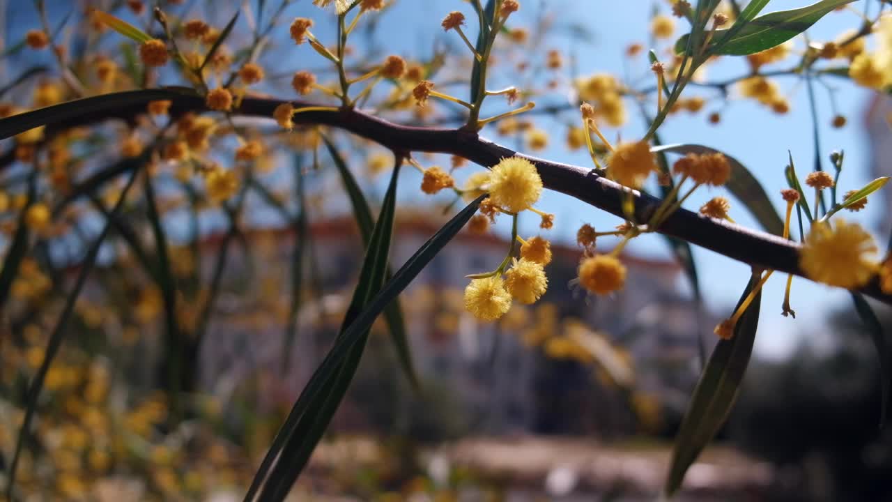 盛开的金合欢花视频素材