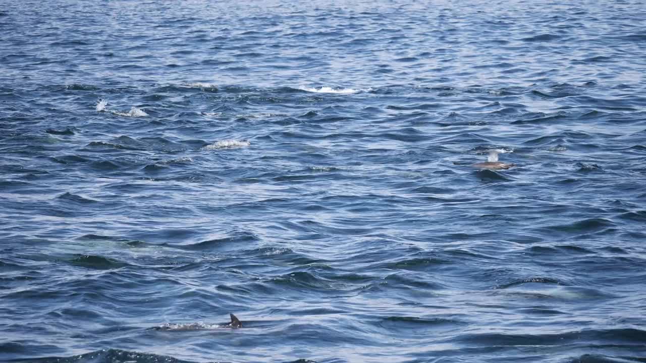 海豚视频素材