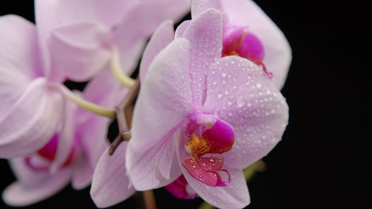 特写紫兰花花与水滴视频素材