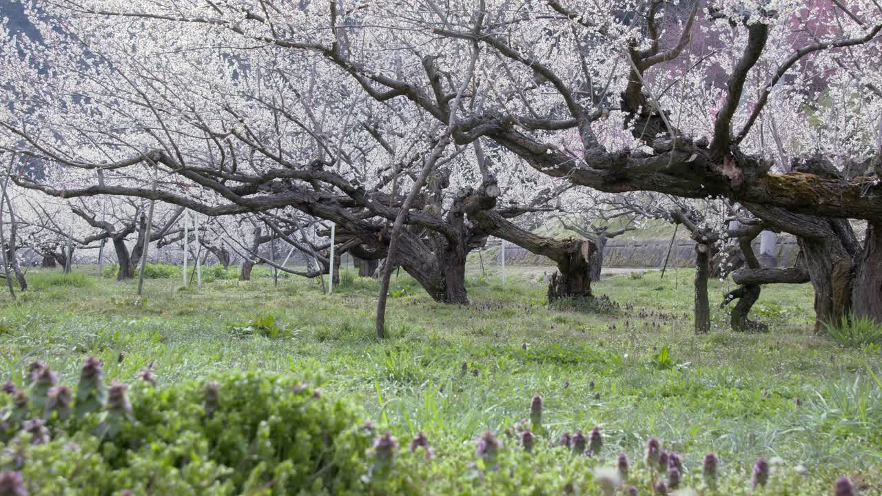 美丽的梅花用视差拍摄在日本长野早春的滑块上视频下载