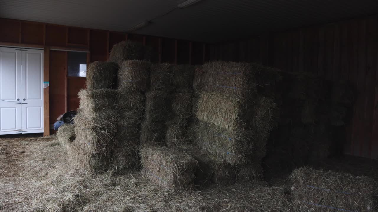 马房里的稻草堆视频素材