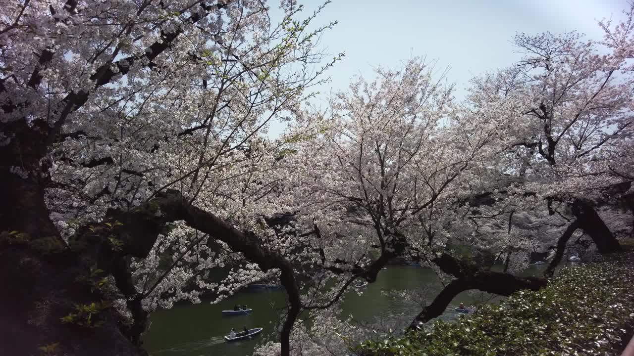 樱花盛开在千代田区九段市，东京视频素材