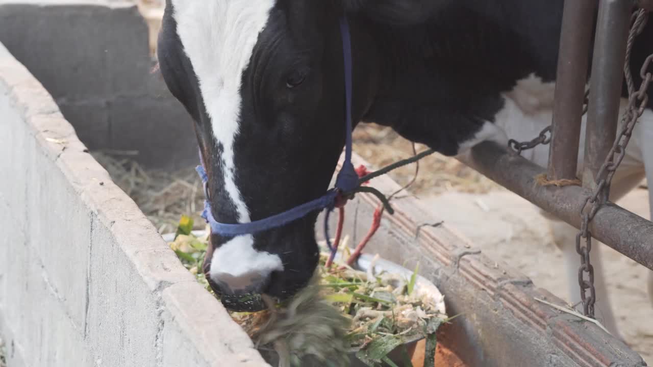 奶牛在奶牛场的牛棚里吃干草。牛的饲养视频素材