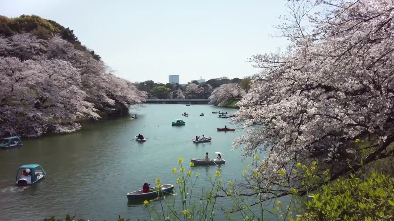 樱花盛开在千代田区九段市，东京视频素材