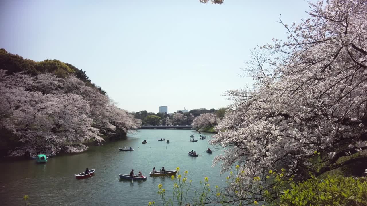 樱花盛开在千代田区九段市，东京视频素材