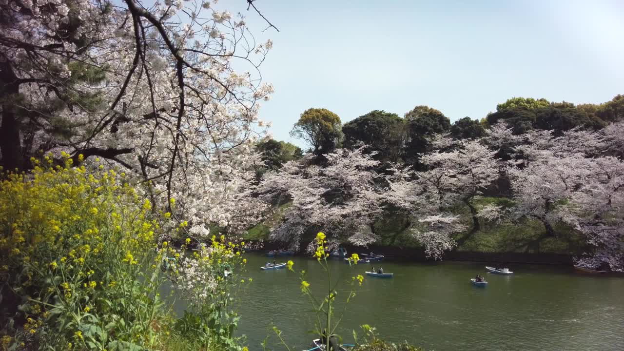 樱花盛开在千代田区九段市，东京视频素材