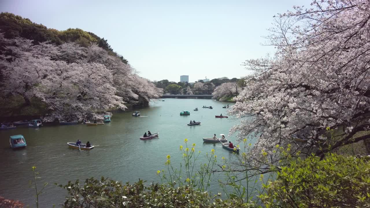 樱花盛开在千代田区九段市，东京视频素材