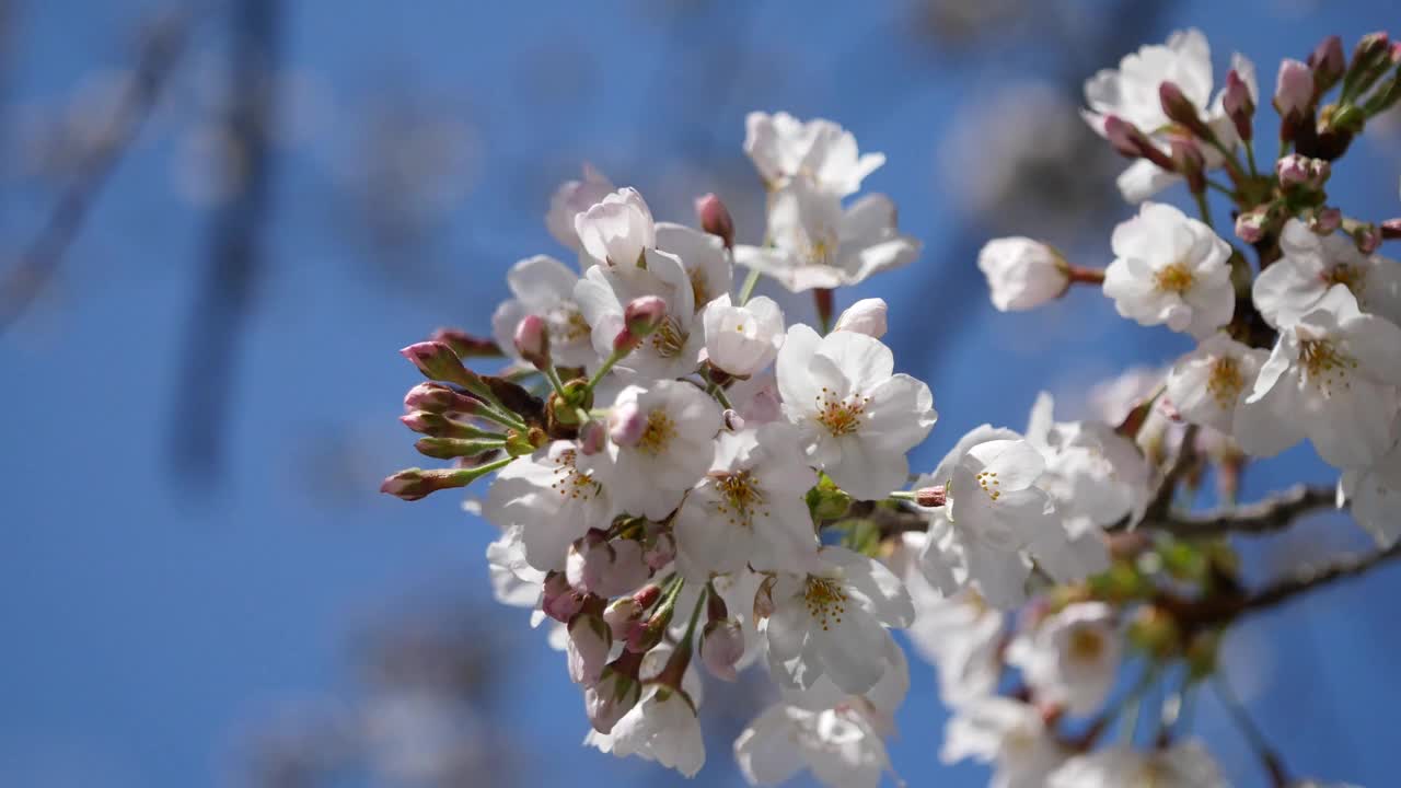 樱花(日本的樱花)。一段粉色花朵在春天迎风摇曳的视频。视频素材