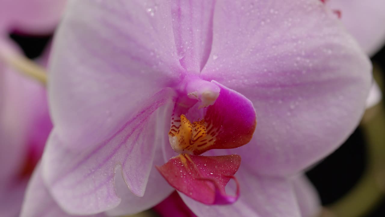 特写紫兰花花与水滴视频素材