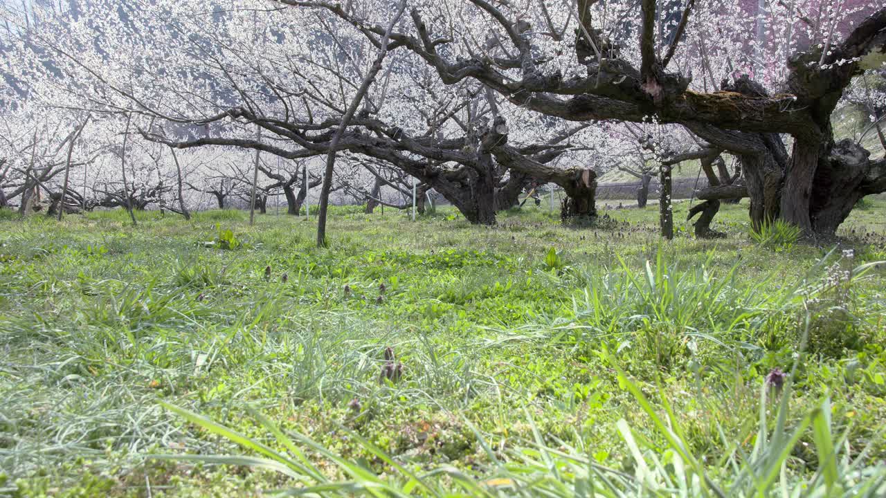 在日本长野早春的滑块上用视差拍摄的美丽梅花花视频素材