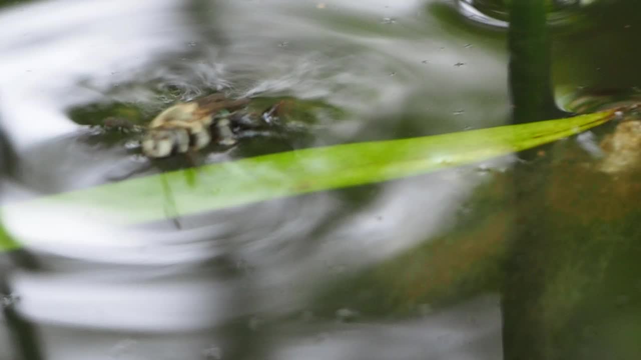 蜜蜂溺水视频素材