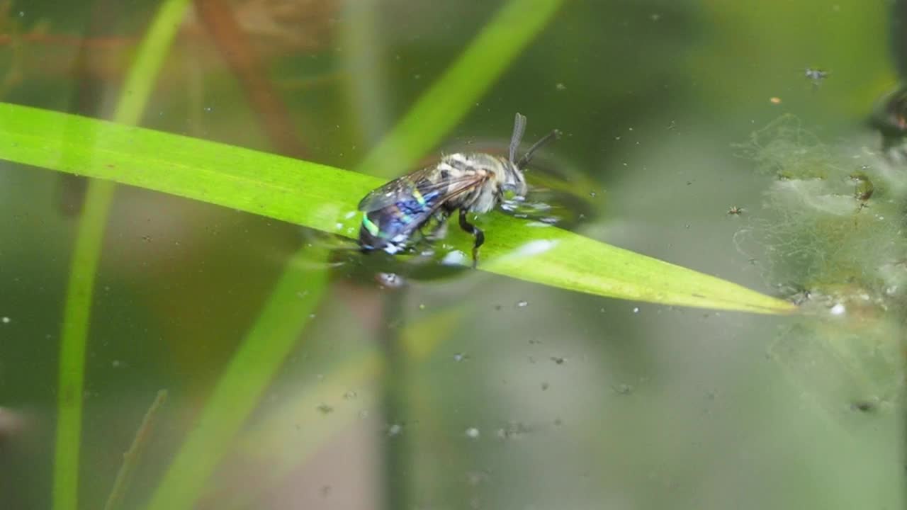 蜜蜂溺水视频素材