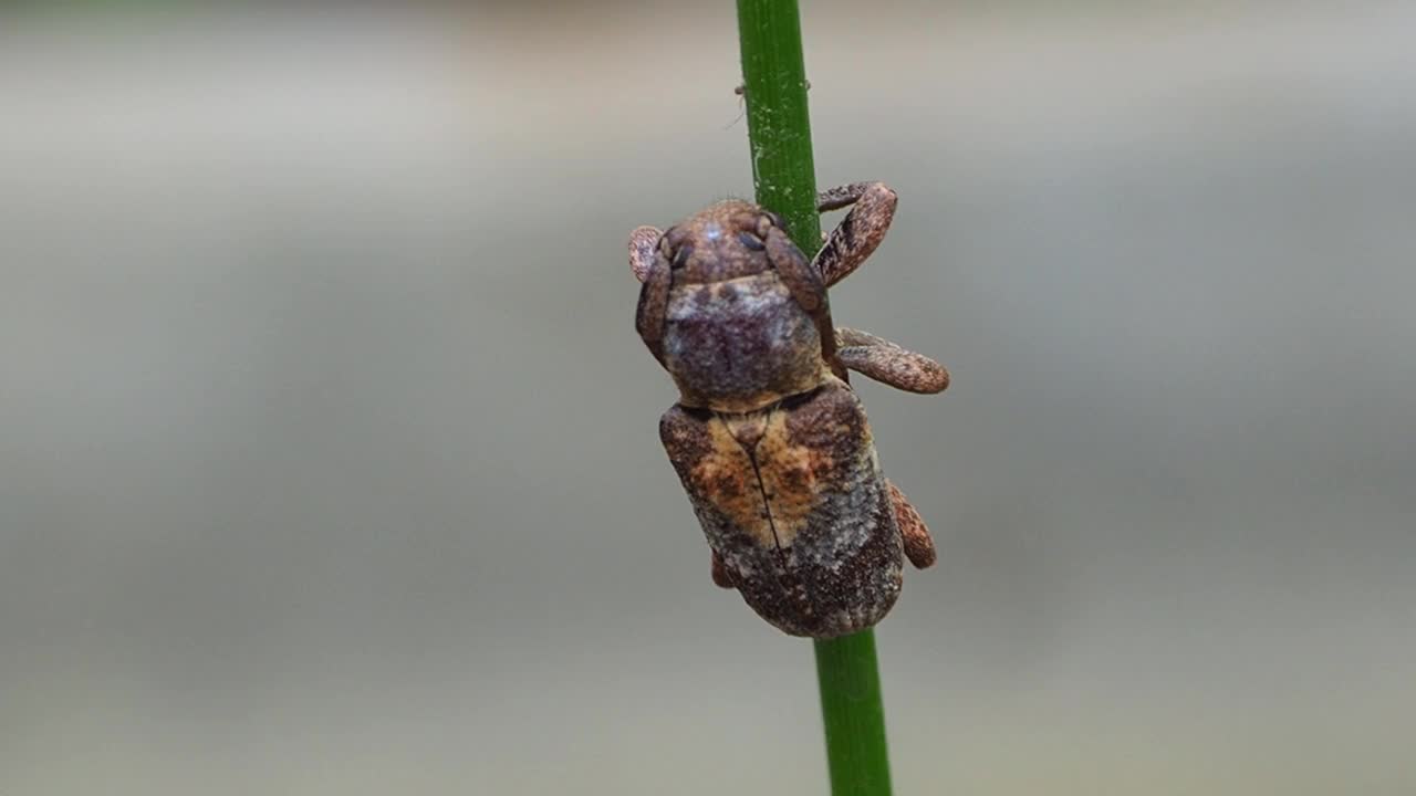 叶草上的长角甲虫视频素材