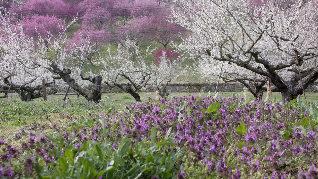 美丽的梅花用视差拍摄在日本长野早春的滑块上视频素材