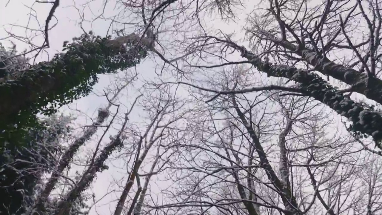 在一个晴朗的日子里，森林里的树木被大雪覆盖视频素材