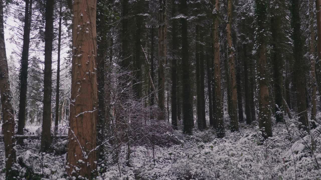 在一个晴朗的日子里，森林里的树木被大雪覆盖着视频素材