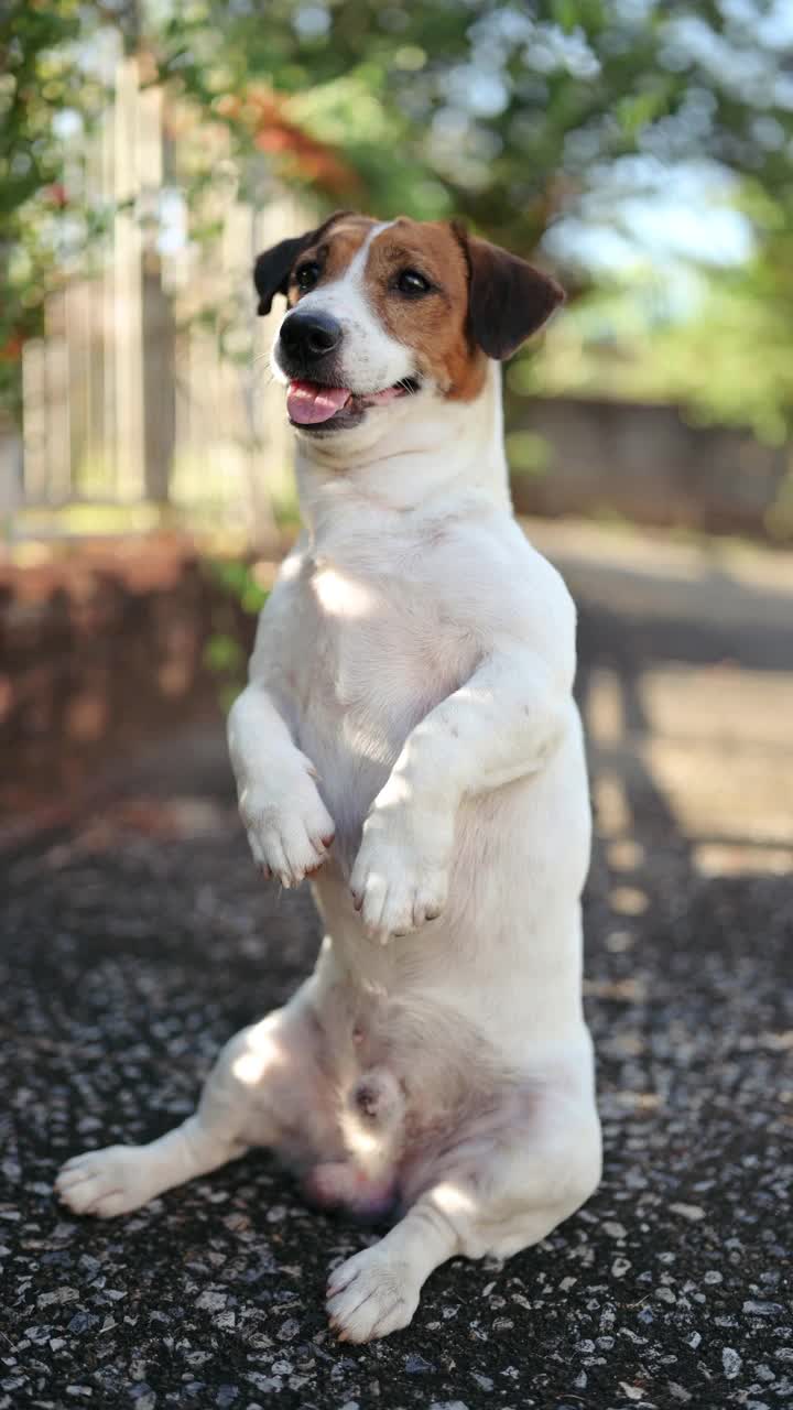 垂直拍摄的幼犬杰克罗素梗有乐趣享受上午活动周围的房子在公共公园视频素材