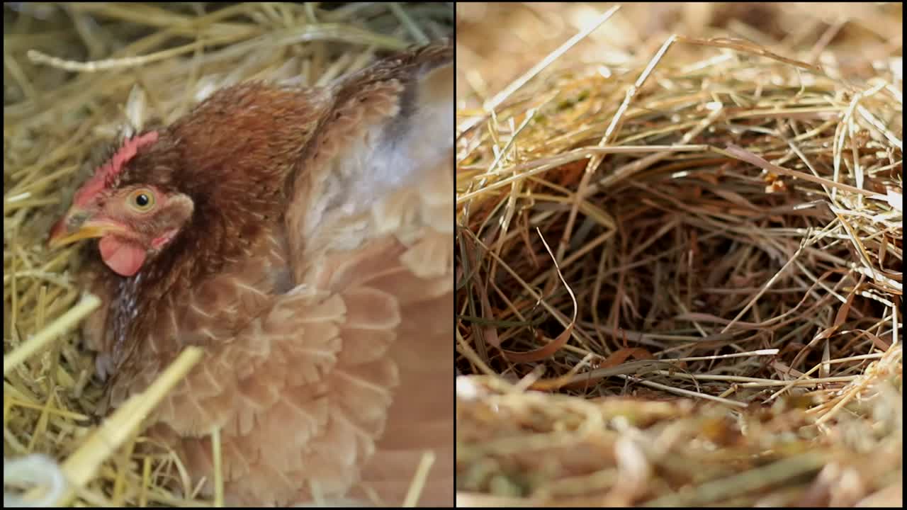 水痘在农场的窝里下蛋，几个主题在一个拼贴视频素材