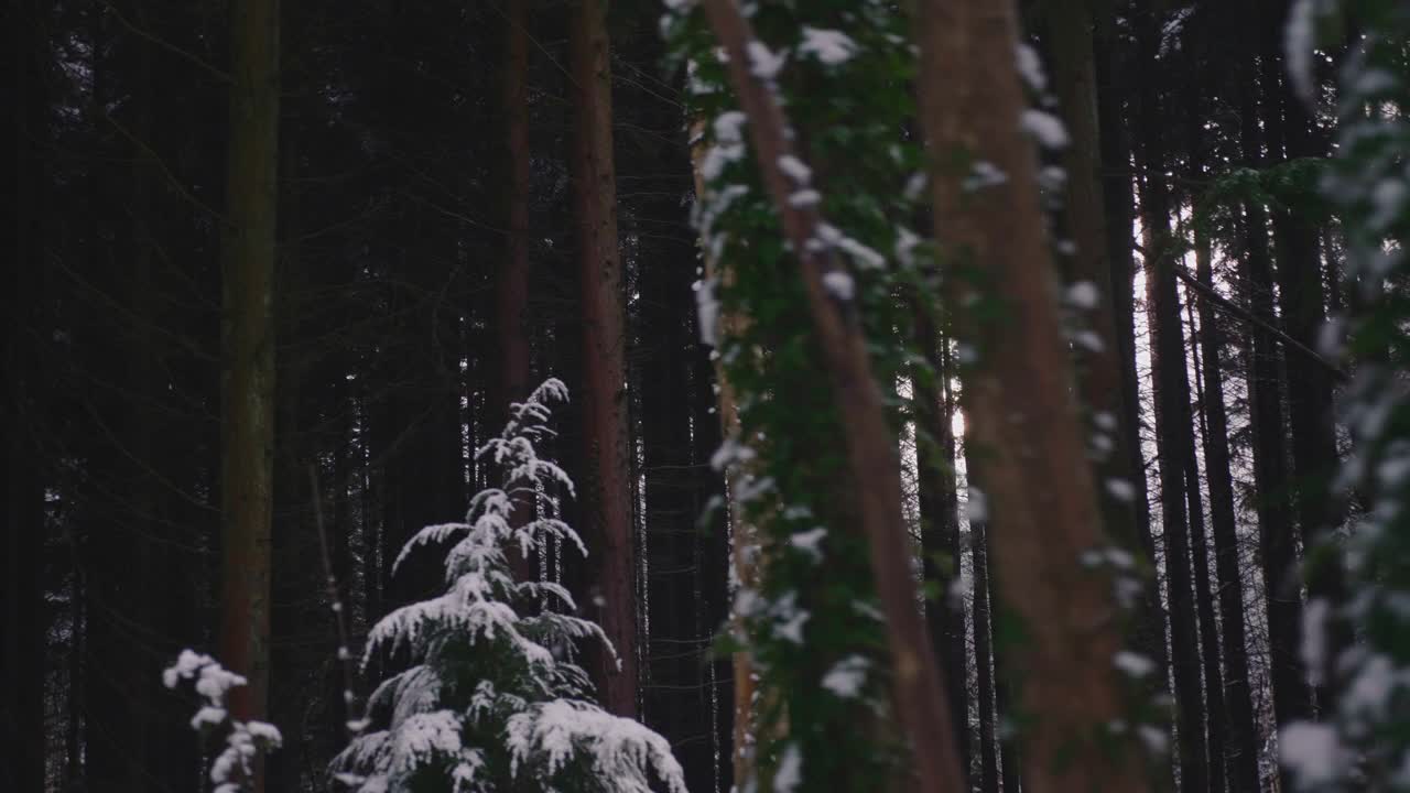 在一个晴朗的日子里，森林里的树木被大雪覆盖视频素材