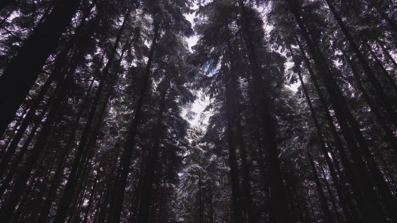 在一个晴朗的日子里，森林里的树木被大雪覆盖视频素材