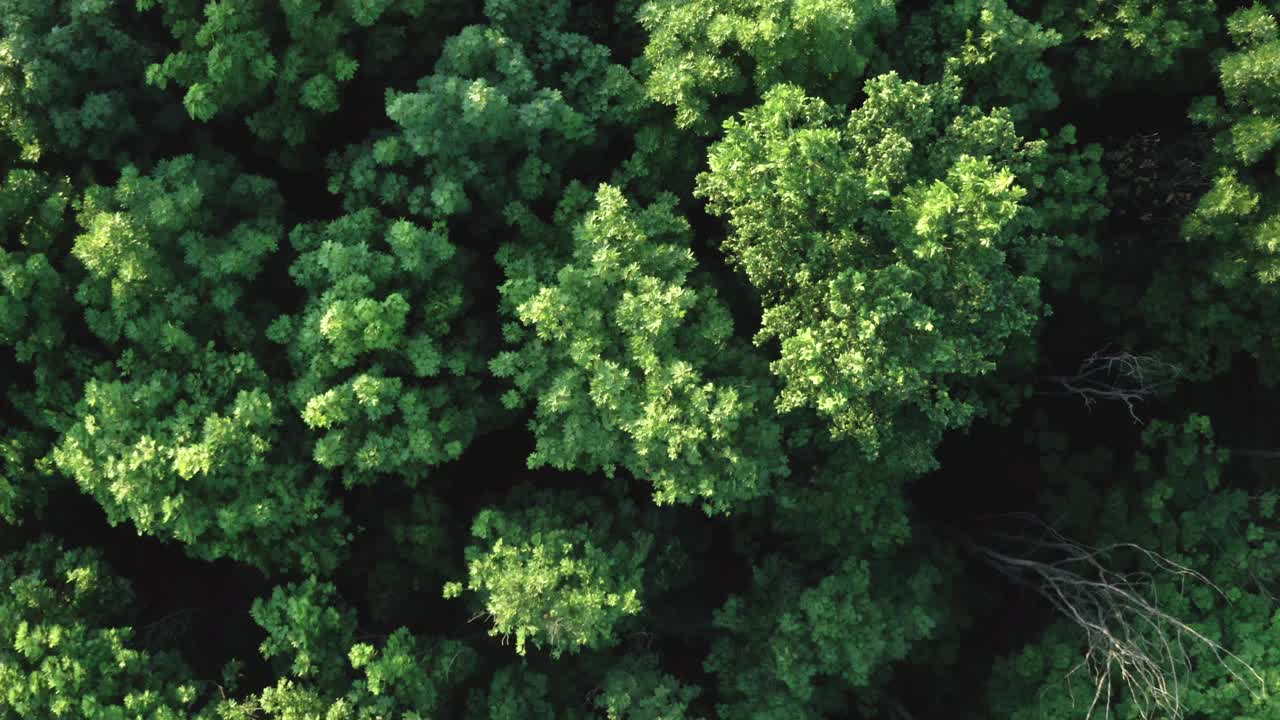 夏天的绿色森林视频素材