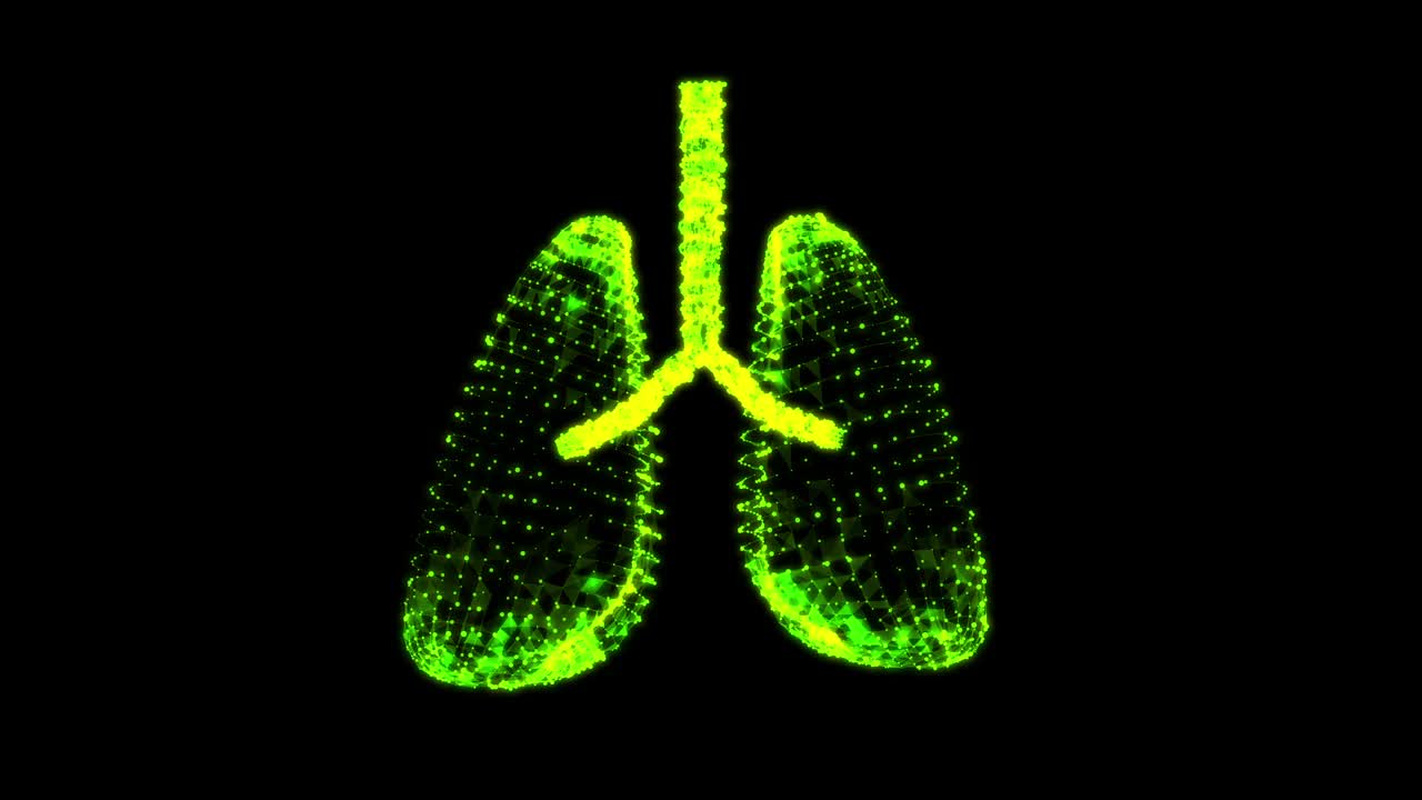 人肺有气管、支气管等内脏器官。肺医学科学技术概念。线框低多边形网格视频素材