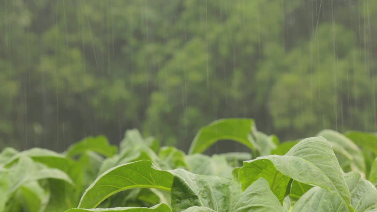 雨天在植物田里视频素材