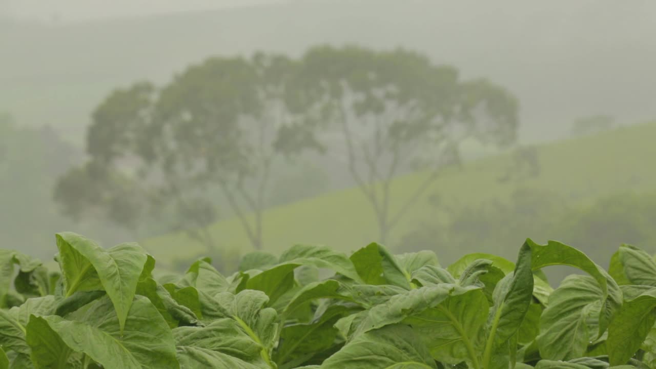 雨天在植物田d_02视频素材