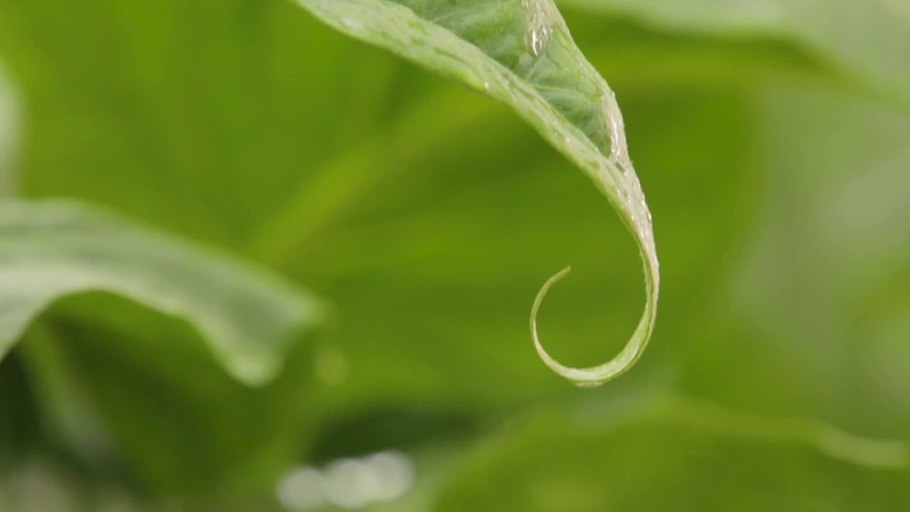 下雨的日子里，森林里叶子上的雨滴视频素材